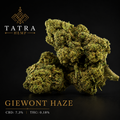 🍁 Susz Premium Giewont Haze